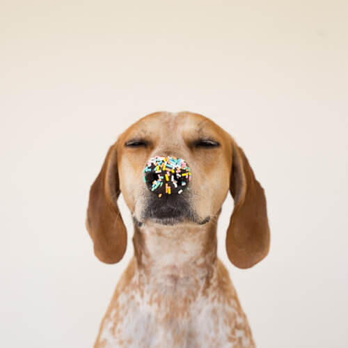maddie the coonhound, with sprinkles