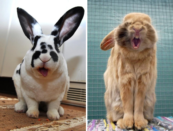 yawning bunnies
