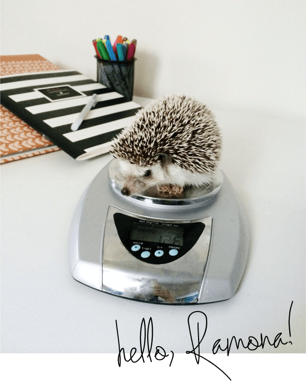 Meet our new Hedgehog family member, because why not.