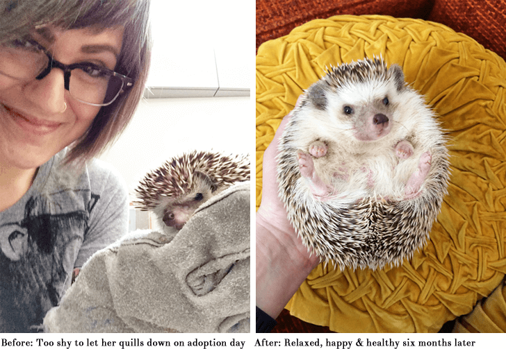 Ramona the Hedgehog before and after adoption